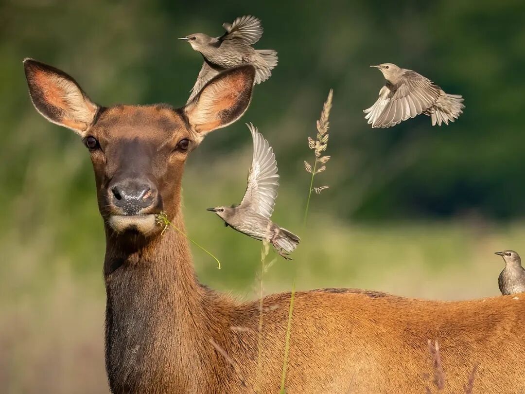 世界自然摄影日:DPReview读者最佳野生自然作品精选